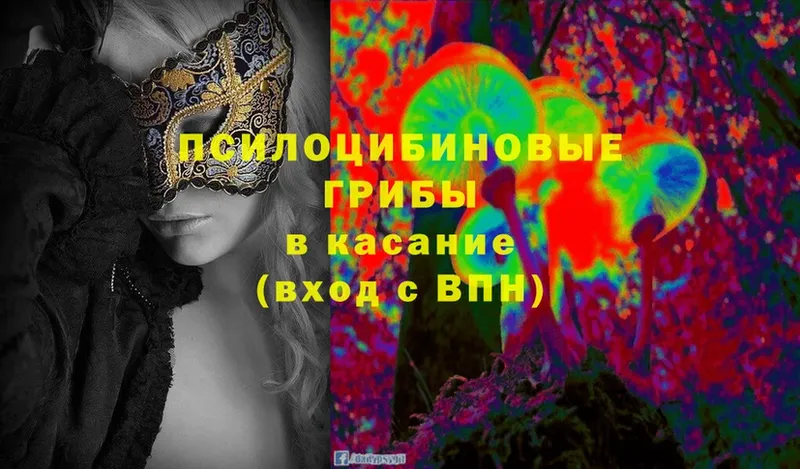 где найти   Подольск  Псилоцибиновые грибы Psilocybe 